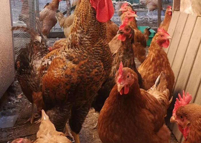 2pokojowy 4-5osobowy *